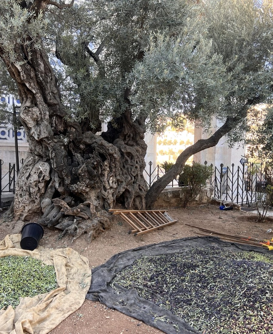 Ancient olive tree symbolizing resilience and peace